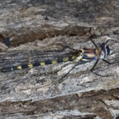 Cordulephya pygmaea (Common Shutwing) at Bonython, ACT - 27 Feb 2023 by RodDeb