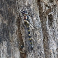 Cordulephya pygmaea at Bonython, ACT - 27 Feb 2023