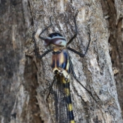 Cordulephya pygmaea at Bonython, ACT - 27 Feb 2023 12:20 PM