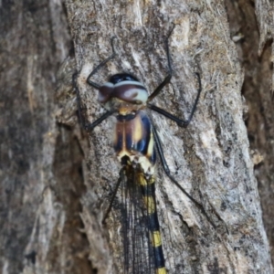 Cordulephya pygmaea at Bonython, ACT - 27 Feb 2023 12:20 PM