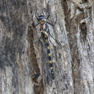 Cordulephya pygmaea at Bonython, ACT - 27 Feb 2023