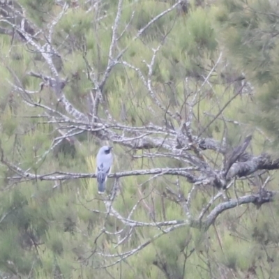Coracina novaehollandiae (Black-faced Cuckooshrike) - 26 Feb 2023 by JimL