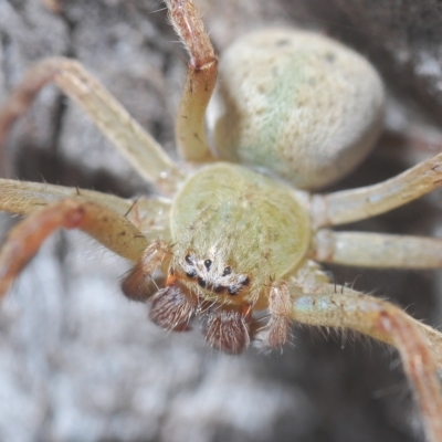 Neosparassus sp. (genus) (Unidentified Badge huntsman) at QPRC LGA - 27 Feb 2023 by Harrisi