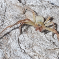 Neosparassus sp. (genus) at Carwoola, NSW - 27 Feb 2023