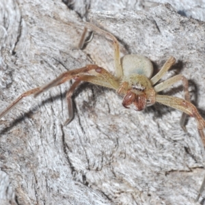 Neosparassus sp. (genus) at Carwoola, NSW - 27 Feb 2023
