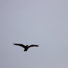 Corvus coronoides (Australian Raven) at Molonglo Valley, ACT - 25 Feb 2023 by JimL