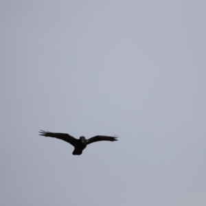 Corvus coronoides at Molonglo Valley, ACT - 26 Feb 2023