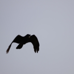 Corvus coronoides at Molonglo Valley, ACT - 26 Feb 2023