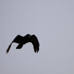 Corvus coronoides at Molonglo Valley, ACT - 26 Feb 2023