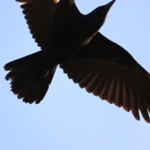 Corvus coronoides at Molonglo Valley, ACT - 26 Feb 2023