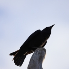 Corvus coronoides at Molonglo Valley, ACT - 26 Feb 2023