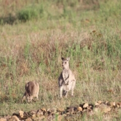 Macropus giganteus (Eastern Grey Kangaroo) at Namarag NR - 25 Feb 2023 by JimL