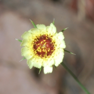 Tolpis barbata at Carwoola, NSW - 27 Feb 2023