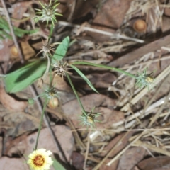 Tolpis barbata at Carwoola, NSW - 27 Feb 2023