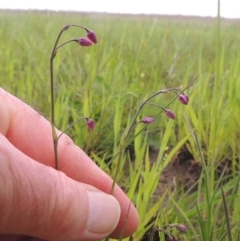 Arthropodium minus (Small Vanilla Lily) at Boorowa, NSW - 23 Oct 2022 by MichaelBedingfield