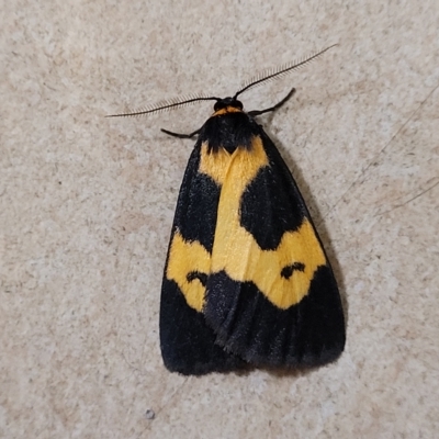 Castulo plagiata (Yellow-banded Footman) at Jindabyne, NSW - 27 Feb 2023 by trevorpreston