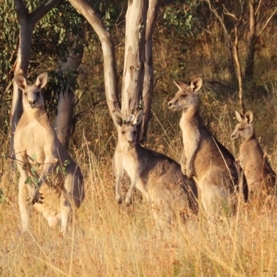 Macropus giganteus (Eastern Grey Kangaroo) at Farrer, ACT - 27 Feb 2023 by MatthewFrawley