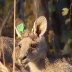 Macropus giganteus at Farrer, ACT - 27 Feb 2023 07:01 PM