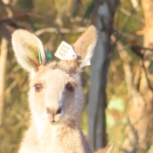 Macropus giganteus at Farrer, ACT - 27 Feb 2023