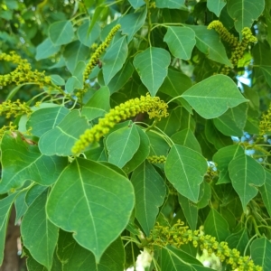 Triadica sebifera at Kaleen, ACT - 15 Feb 2023