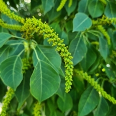 Triadica sebifera at Kaleen, ACT - 15 Feb 2023