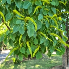 Triadica sebifera at Kaleen, ACT - 15 Feb 2023