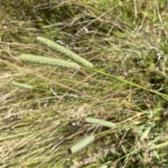 Phleum pratense (Timothy Grass) at Top Hut TSR - 20 Feb 2023 by brunonia
