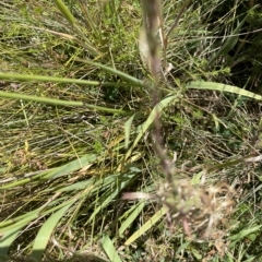 Phleum pratense at Dry Plain, NSW - 20 Feb 2023