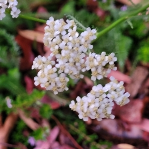 Achillea millefolium at Jindabyne, NSW - 28 Feb 2023