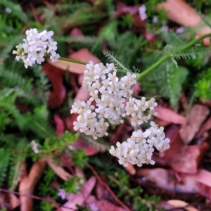 Achillea millefolium at Jindabyne, NSW - 28 Feb 2023 06:45 AM