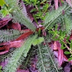 Achillea millefolium at Jindabyne, NSW - 28 Feb 2023 06:45 AM