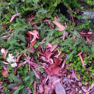 Achillea millefolium at Jindabyne, NSW - 28 Feb 2023 06:45 AM