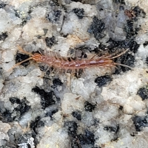 Cryptops sp. (genus) at Jindabyne, NSW - 28 Feb 2023 08:29 AM