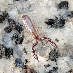 Oratemnus sp. (genus) at Jindabyne, NSW - 28 Feb 2023 by trevorpreston