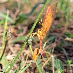 Campion sp. (genus) (Mantis Fly) at Jindabyne, NSW - 27 Feb 2023 by trevorpreston