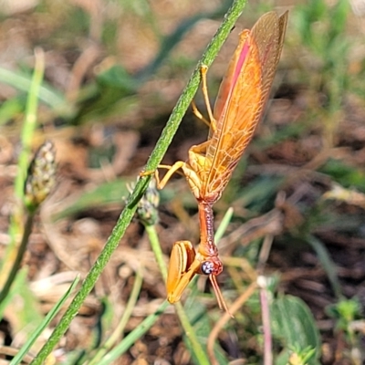 Campion sp. (genus) (Mantis Fly) at Jindabyne, NSW - 27 Feb 2023 by trevorpreston