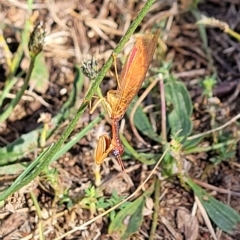 Campion sp. (genus) at Jindabyne, NSW - 28 Feb 2023 08:38 AM