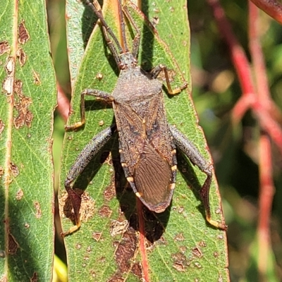 Amorbus (genus) (Eucalyptus Tip bug) at Jindabyne, NSW - 28 Feb 2023 by trevorpreston