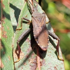 Amorbus sp. (genus) at Jindabyne, NSW - 28 Feb 2023