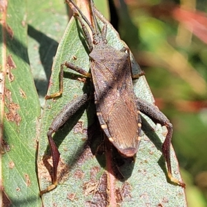 Amorbus sp. (genus) at Jindabyne, NSW - 28 Feb 2023 08:44 AM