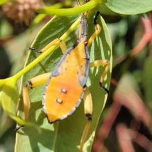 Amorbus sp. (genus) at Jindabyne, NSW - 28 Feb 2023