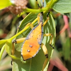 Amorbus sp. (genus) at Jindabyne, NSW - 28 Feb 2023