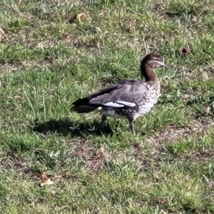 Chenonetta jubata at Jindabyne, NSW - 28 Feb 2023