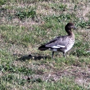 Chenonetta jubata at Jindabyne, NSW - 28 Feb 2023