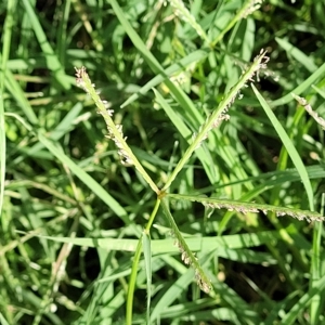 Cynodon dactylon at Jindabyne, NSW - 28 Feb 2023