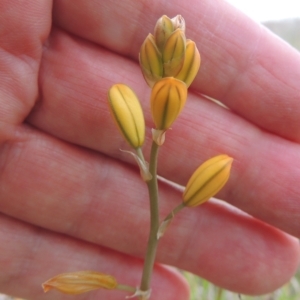 Bulbine bulbosa at Boorowa, NSW - 23 Oct 2022