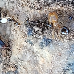 Pheidole sp. (genus) (Seed-harvesting ant) at Jindabyne, NSW - 27 Feb 2023 by trevorpreston