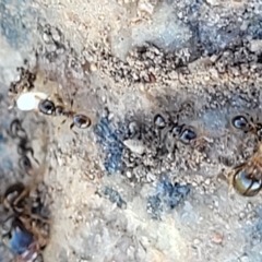Pheidole sp. (genus) at Jindabyne, NSW - 28 Feb 2023