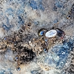Pheidole sp. (genus) at Jindabyne, NSW - 28 Feb 2023