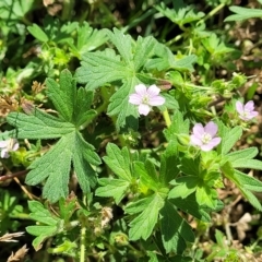 Geranium solanderi var. solanderi (Native Geranium) at Jindabyne, NSW - 28 Feb 2023 by trevorpreston